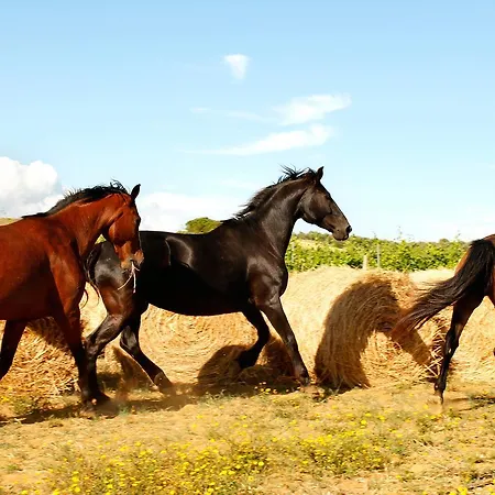Il Gaggiolo Farm stay